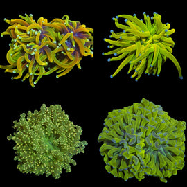 Euphyllia Dream pack