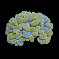 Rare Gold bubble coral wysiwyg