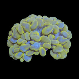 Rare Gold bubble coral wysiwyg