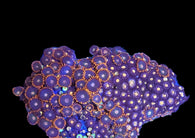 L Tricolor zoa colony #7