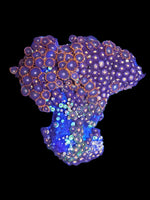 L Tricolor zoa colony #7