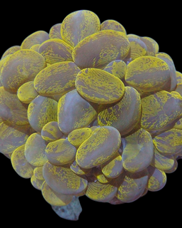 Rare gold bubble coral wysiwyg