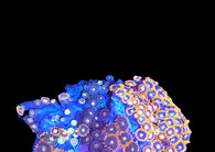 Zoa garden mix #6