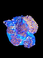 Zoa garden mix #6