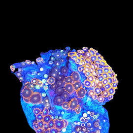 Zoa garden mix #6