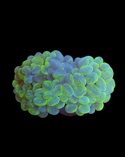 L yellow bubble coral wysiwyg