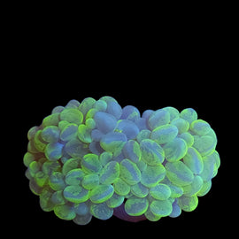 L yellow bubble coral wysiwyg