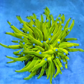 Holy grail  torch speical