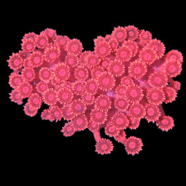 XL ultra red goni frag wysiwyg