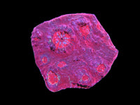 L frag red chalice wysiwyg