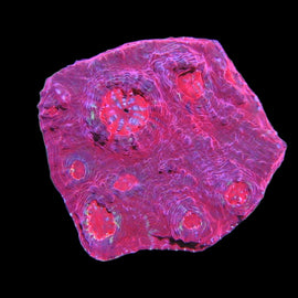 L frag red chalice wysiwyg