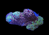 Bicolor zoa colony #12