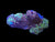 Bicolor zoa colony #12