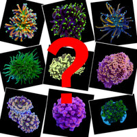 Euphyllia Mystery Box Pack