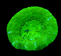 Green apple Sycolmia wysiwyg