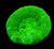 Green apple Sycolmia wysiwyg
