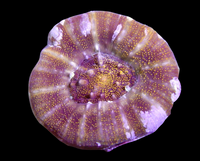 Purple & green Sycolmia