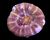 Purple & green Sycolmia