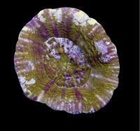 Purple and green Sycolmia