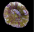 Purple and green Sycolmia