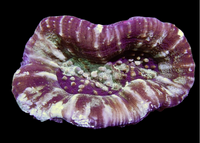 Purple Sycolmia wysiwyg