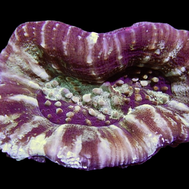 Purple Sycolmia wysiwyg