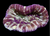 Purple Sycolmia wysiwyg