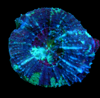 Bicolor Sycolmia wysiwyg