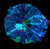 Bicolor Sycolmia wysiwyg