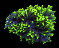 2 heads purple with neon tips torch