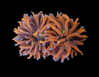 2 heads orange torch