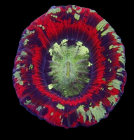 Bicolor trachy - wysiwyg