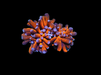 2 heads orange torch