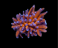 Orange torch