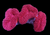 Pink lobo- wysiwyg