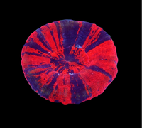 Auds war Sycolmia- wysiwyg