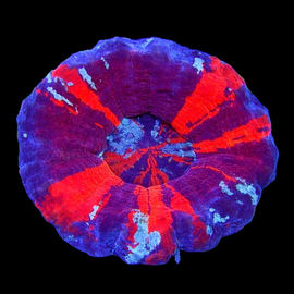 Tricolor Sycolmia- Wysiwyg