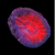 Red sycolmia wysiwyg