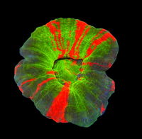 Bleeding apple sycolmia-WYSIWYG