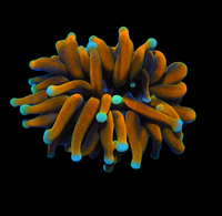 Ultra orange torch