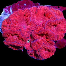 Indo blasto colony wysiwyg