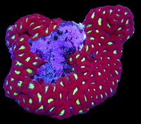 micromussa colony wysiwyg