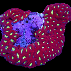 micromussa colony wysiwyg