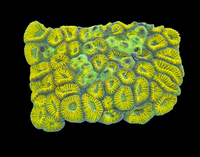 XL yellow favia wysiwyg