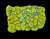XL yellow favia wysiwyg