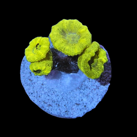 Neon candy cane wysiwyg 