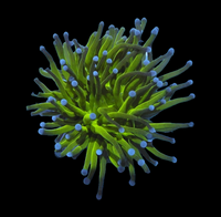 Blue tips Torch
