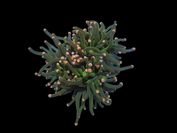3 heads pink tip torch
