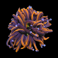 Ultra Orange with blue tips torch