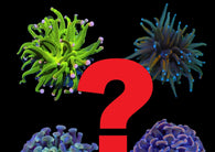 Hammer & torch mystery box pack